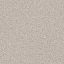 Cactus Flower Cactus Flower